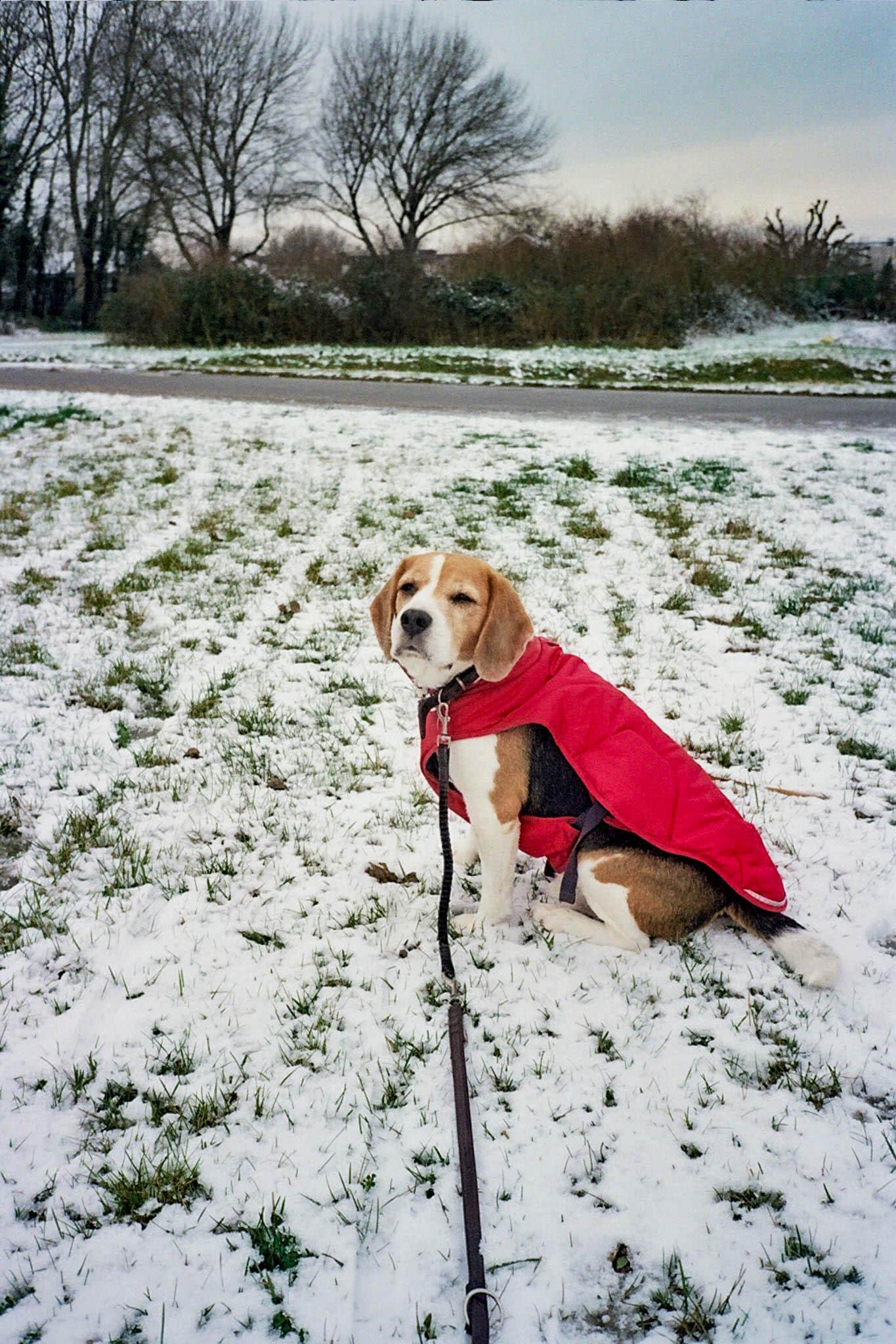 Olympus Trip 35 Camera + gratis Kodak Gold film – Vintage Compact Camera – Volledig getest en werkend